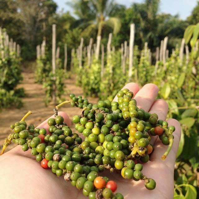 Black Pepper Quality & Grading